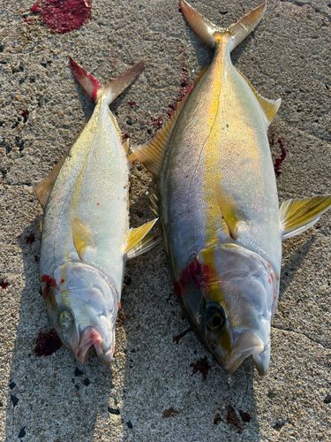 ネリゴの釣果