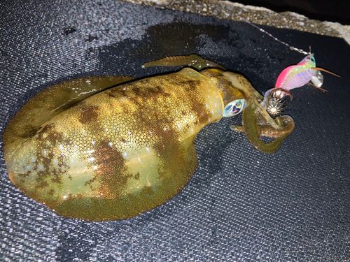 アオリイカの釣果