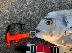 イトヒキアジの釣果