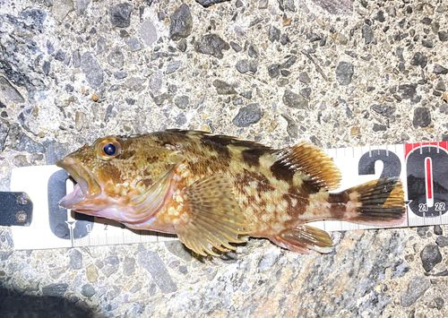 カサゴの釣果