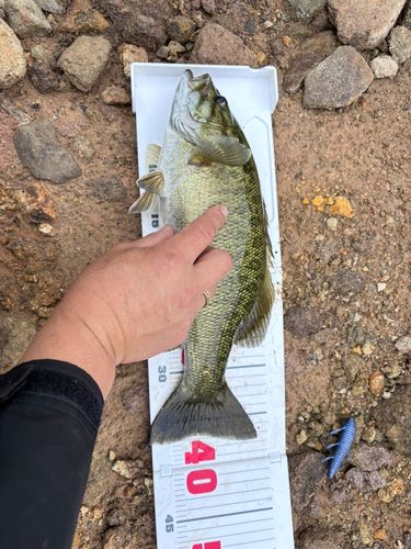 スモールマウスバスの釣果