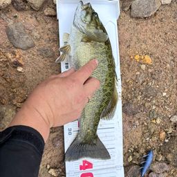 スモールマウスバス