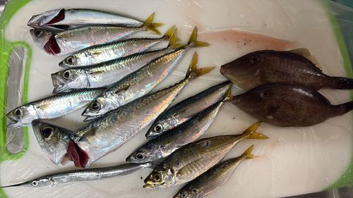 ウマヅラハギの釣果
