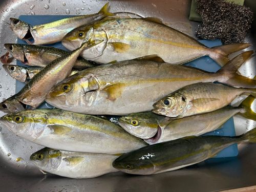 イナダの釣果