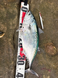 スマカツオの釣果