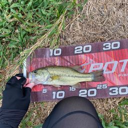 ラージマウスバス