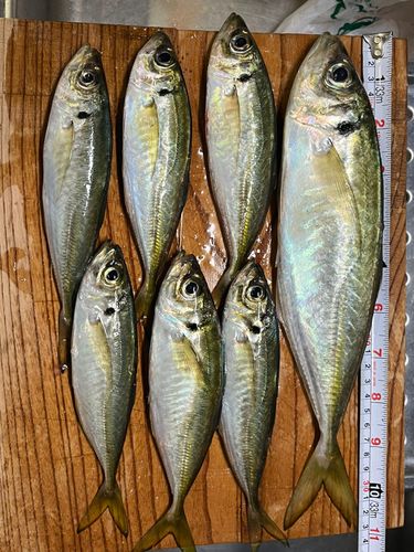 アジの釣果