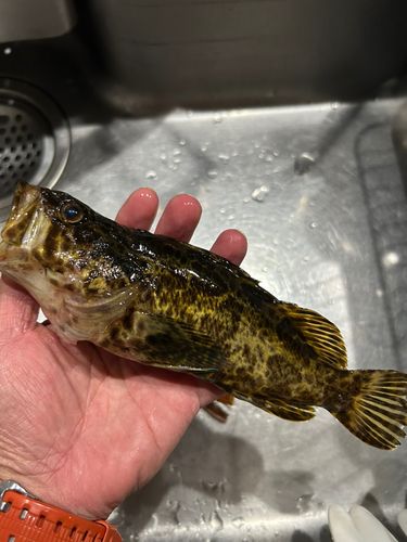 タケノコメバルの釣果