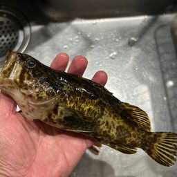 タケノコメバル