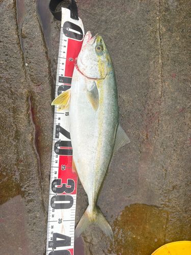 イナダの釣果