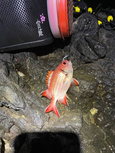 アカマツカサの釣果