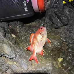 アカマツカサ