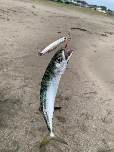 三浦海岸
