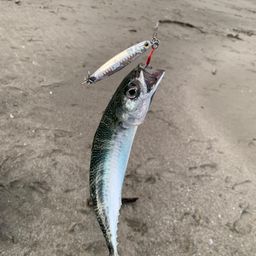 ゴマサバ