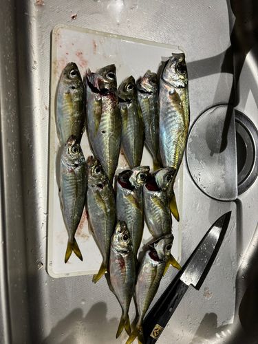 アジの釣果