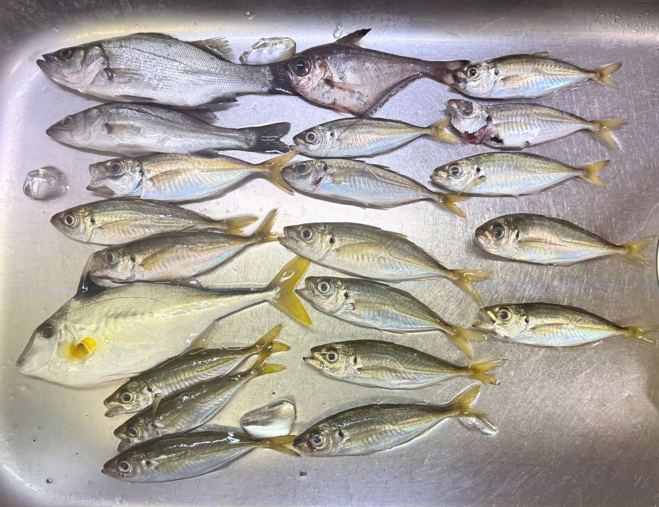 リュウキュウハタンポ