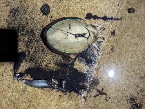 コウイカの釣果
