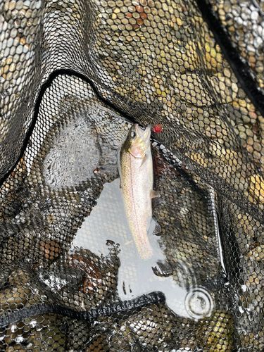 ニジマスの釣果