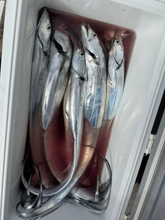 タチウオの釣果