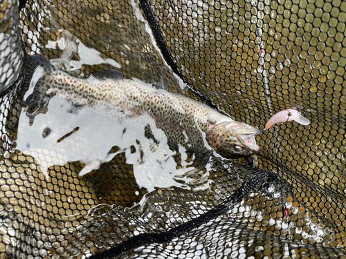 ニジマスの釣果