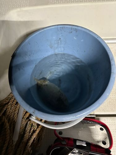 コウイカの釣果