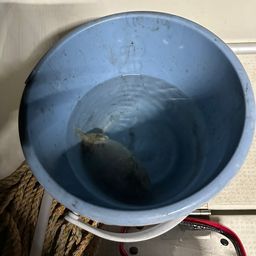 コウイカ