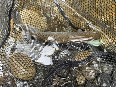 ニジマスの釣果