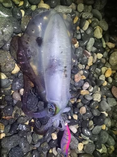 アオリイカの釣果