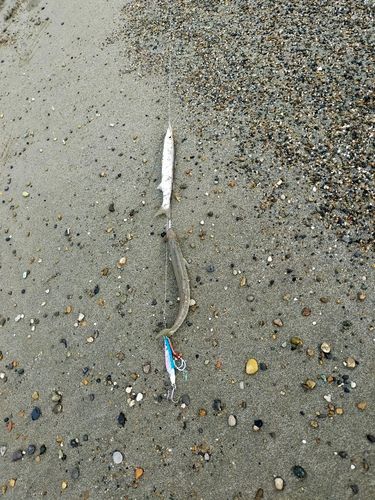 カマスの釣果