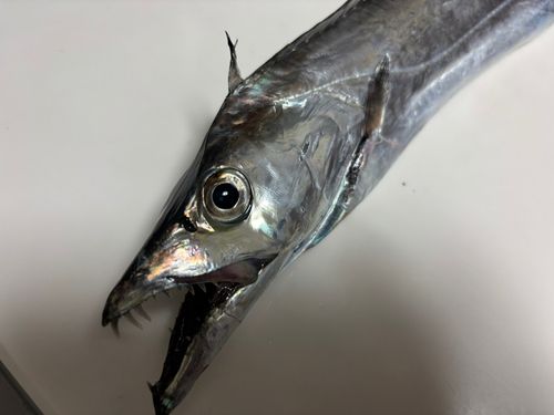 タチウオの釣果