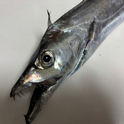 タチウオ