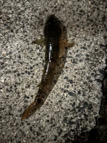 マハゼの釣果