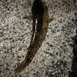 マハゼ