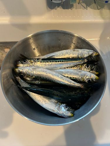 イワシの釣果