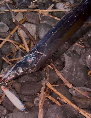 タチウオの釣果