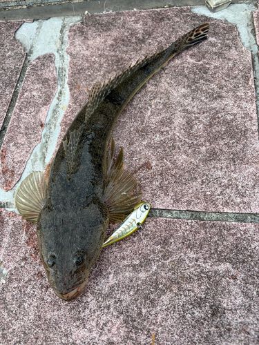 マゴチの釣果