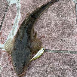 マゴチ