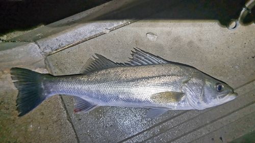 フッコ（タイリクスズキ）の釣果