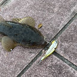 マゴチ
