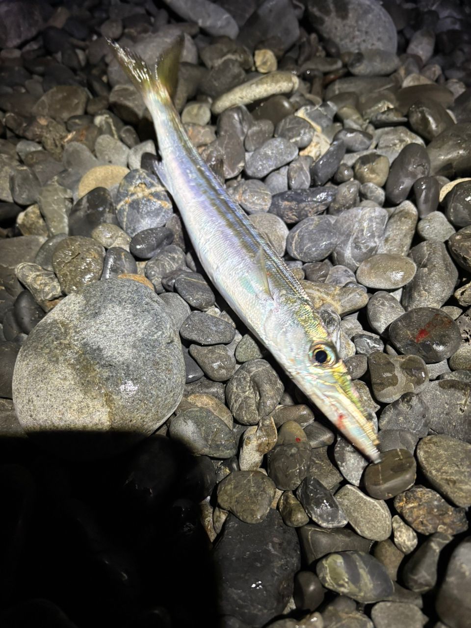 タチウオ