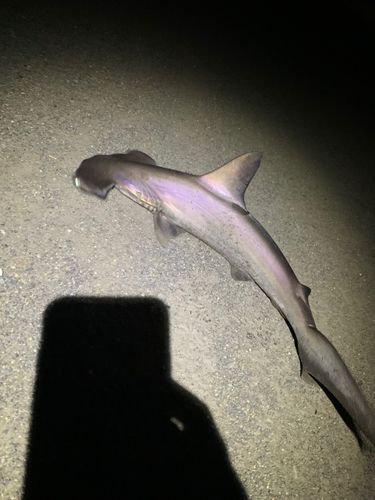 シュモクザメの釣果
