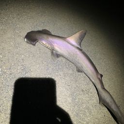 シュモクザメ