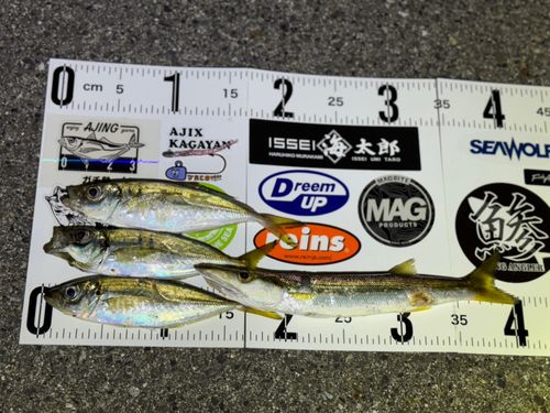 アジの釣果