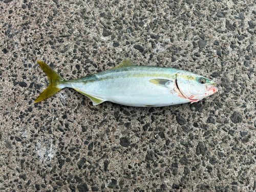 イナダの釣果