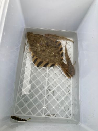 カワガレイの釣果