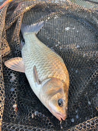 フナの釣果
