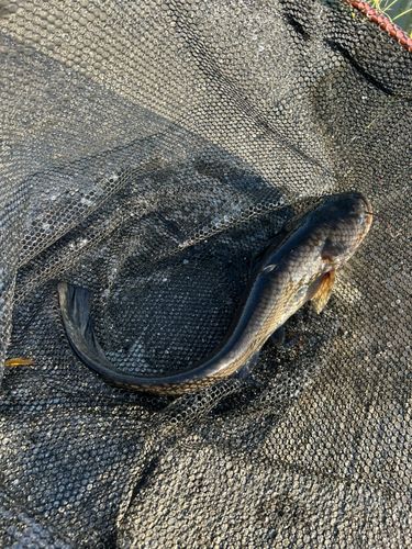 マナマズの釣果