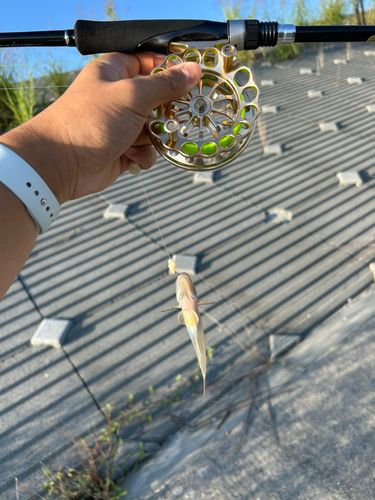 ハゼの釣果