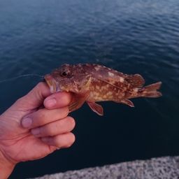 カサゴ
