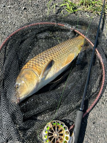コイの釣果